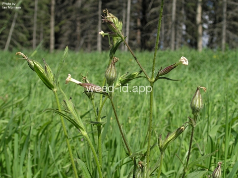 catchfly, nightflowering